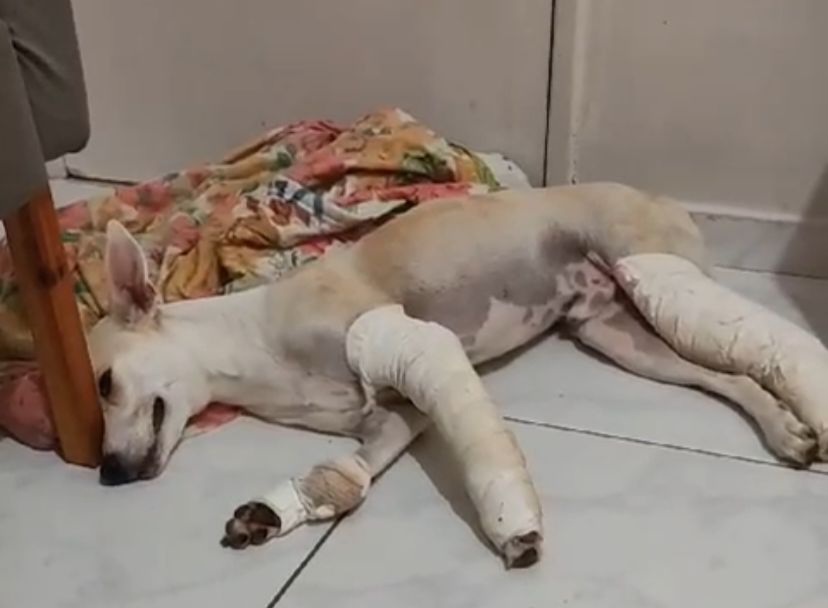 Ajude o cachorrinho Tobias que caiu do 4 andar
