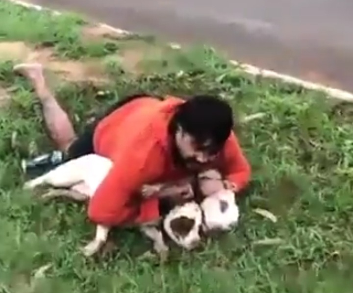 Lutador de muay thai imobiliza pitbull