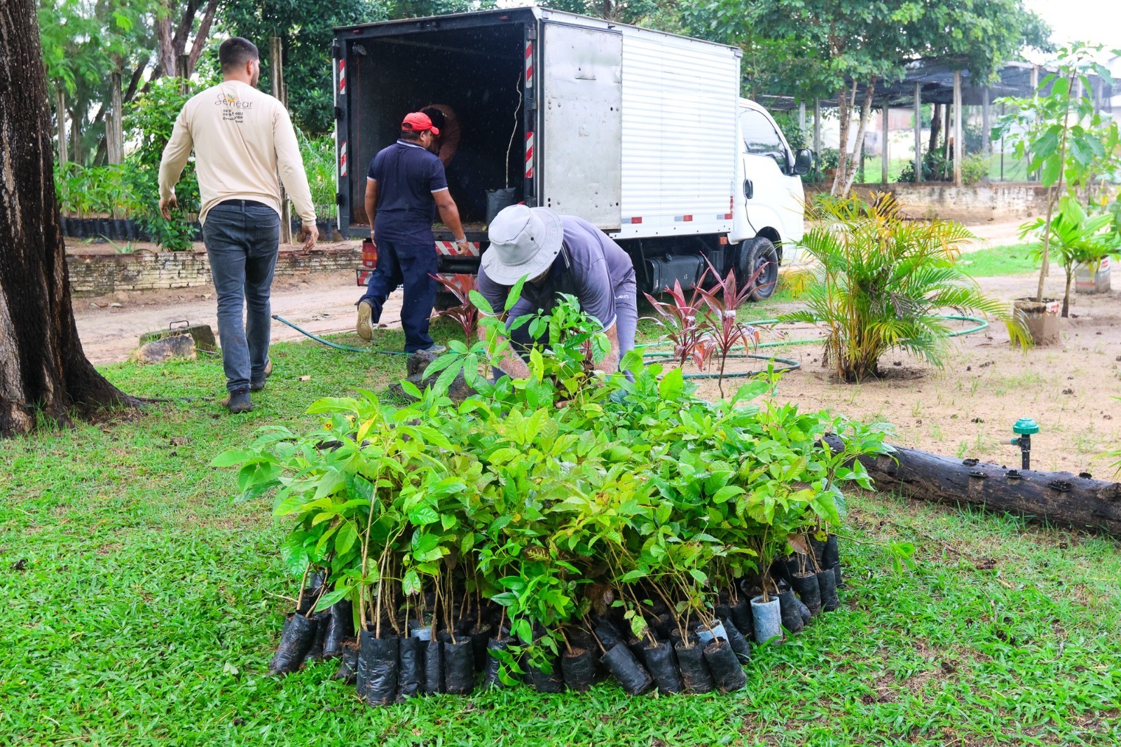 Horto de Parnamirim recebe quase 400 mudas de árvores nativas