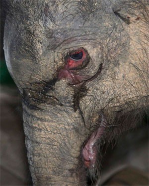 Filhote de elefante chora após ser rejeitado pela mãe.
