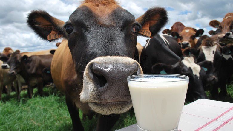Secretaria de Agropecuária de São Gonçalo oferece curso gratuito de manejo de bovinos leiteiros