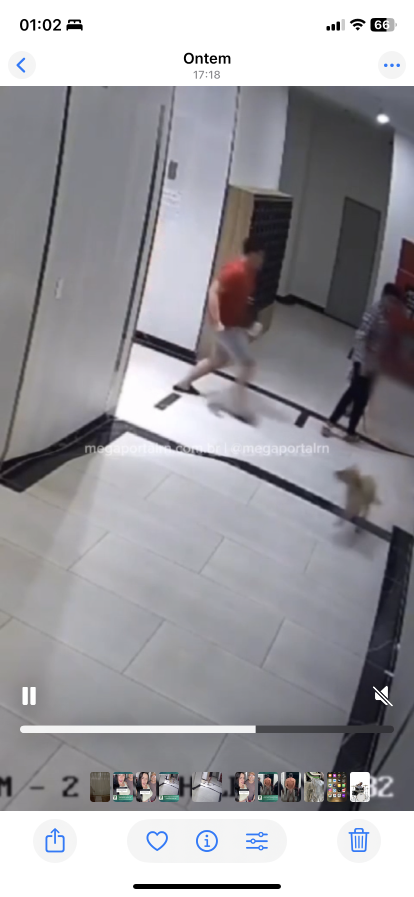 Tutor reage ao ver homem chutando o seu cachorro
