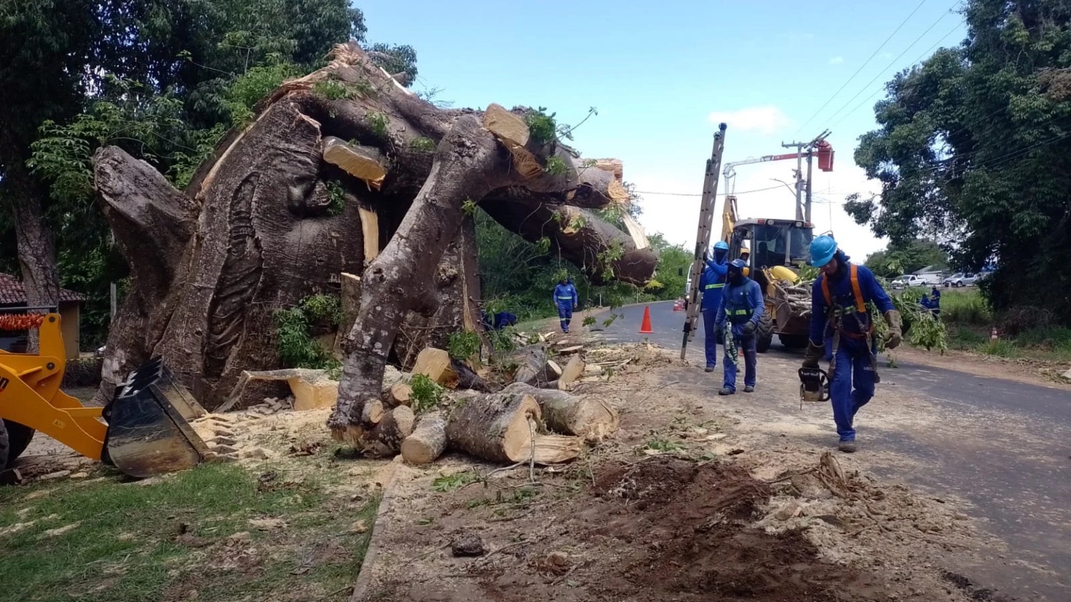 Queda de baobá em Macaíba acende alerta; árvore centenária da Avenida São José já correu risco semelhante