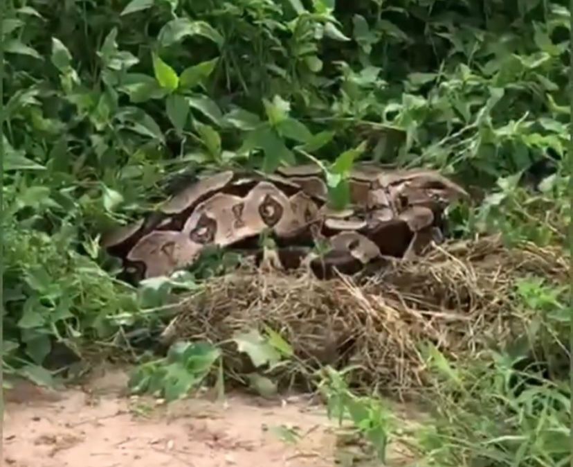 Cobra da espécie jiboia encontrada em São Gonçalo do Amarante