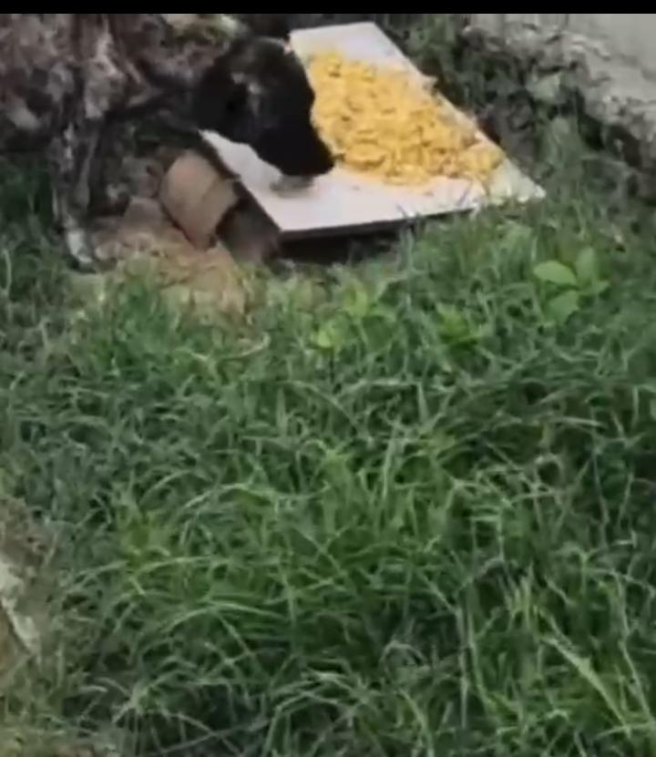 Pedreiro de 65 anos dedica a vida para alimentar cães de rua em Jucurutu