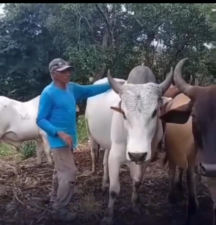 Homem manda boi “fazer o L” e boi reage