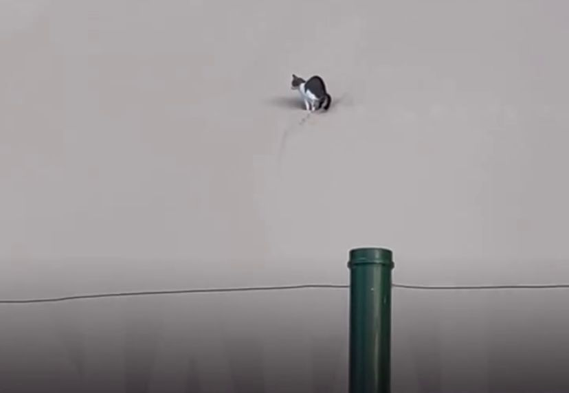 gato é flagrado utilizando caixa de areia gigante em Ponta Negra, mesmo sendo proibido defecar no local desde 1997