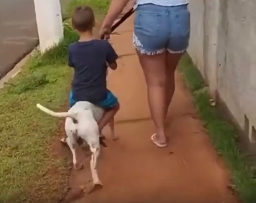 Animal não é brinquedo