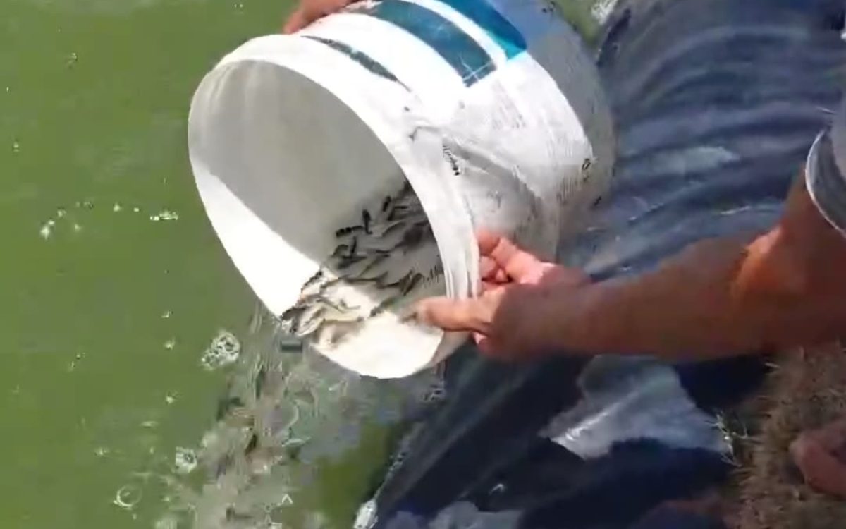 Projetos Pilotos do Programa de Agricultura Familiar avançam em São Gonçalo