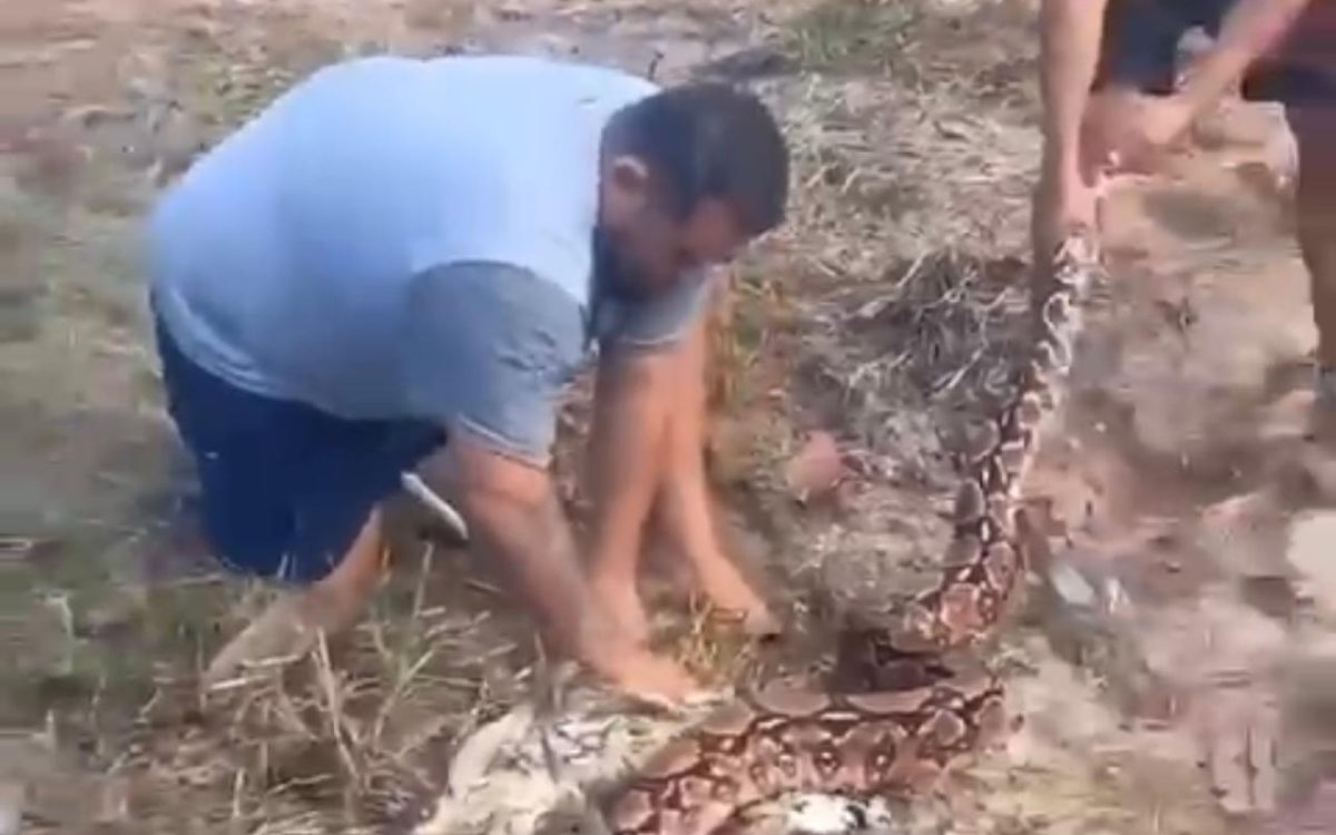 Jiboia enrrosca Galinha no litoral do RN