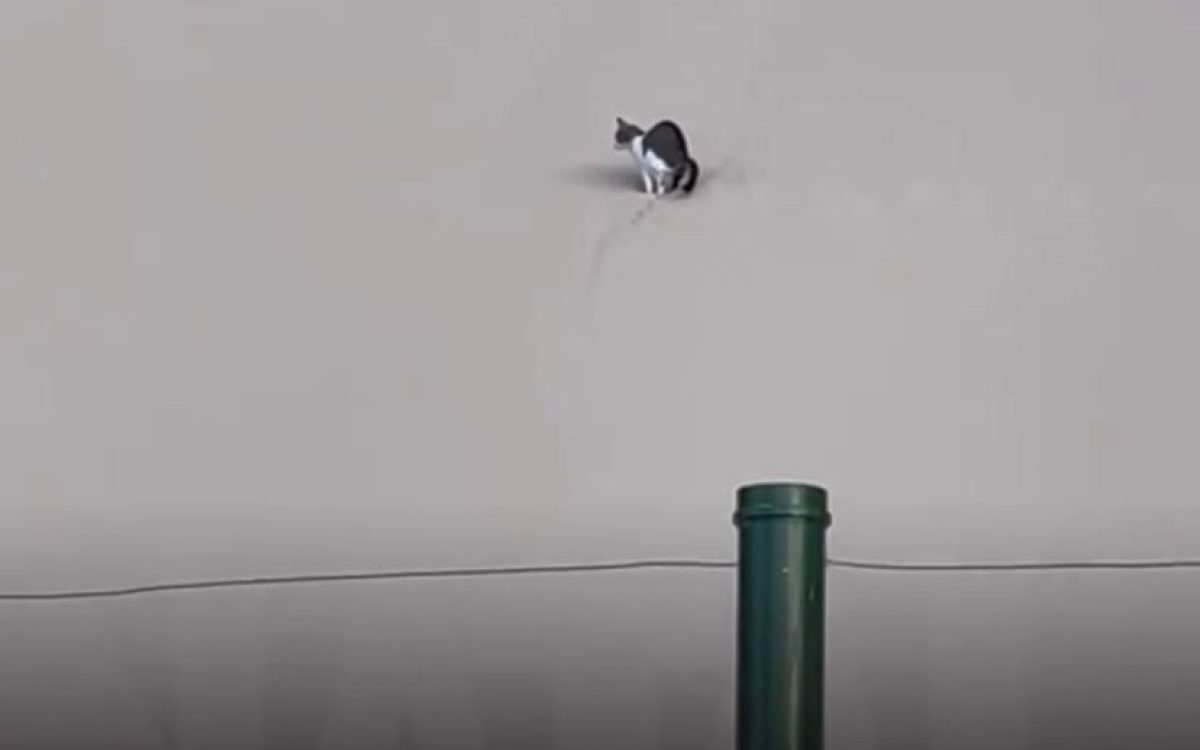 gato é flagrado utilizando caixa de areia gigante em Ponta Negra, mesmo sendo proibido defecar no local desde 1997