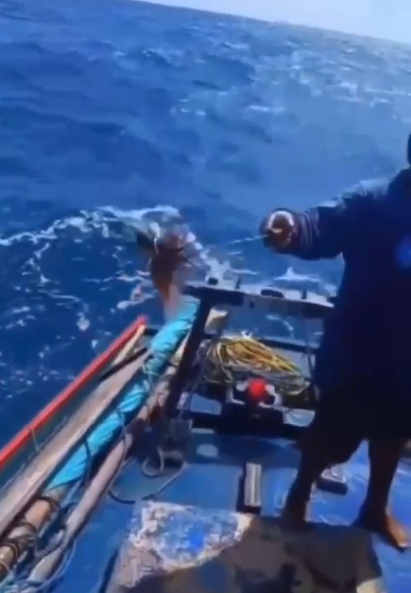 Peixe-leão é capturado no litoral do RN e acende alerta