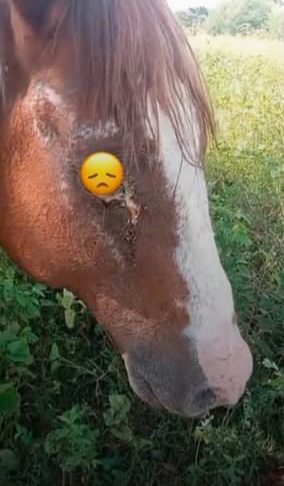 Cavalo é cegado e morre após ser vítima de maus-tratos cometidos por criança de 9 anos