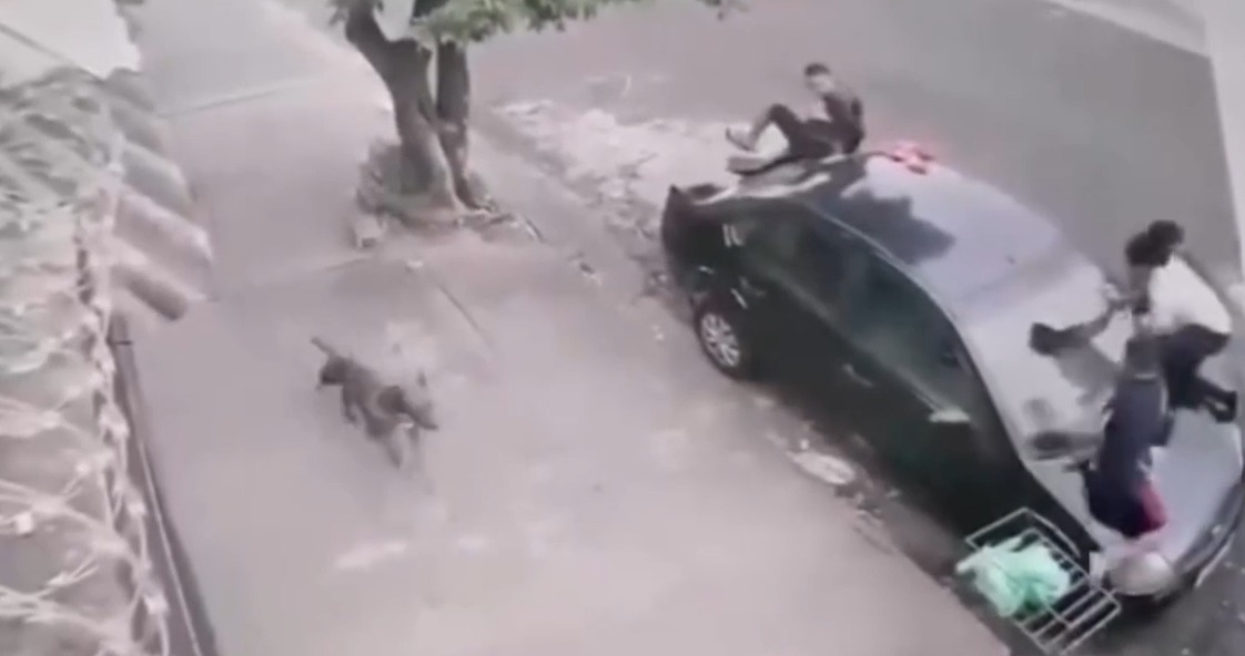 Pit bull avança em grupo de crianças