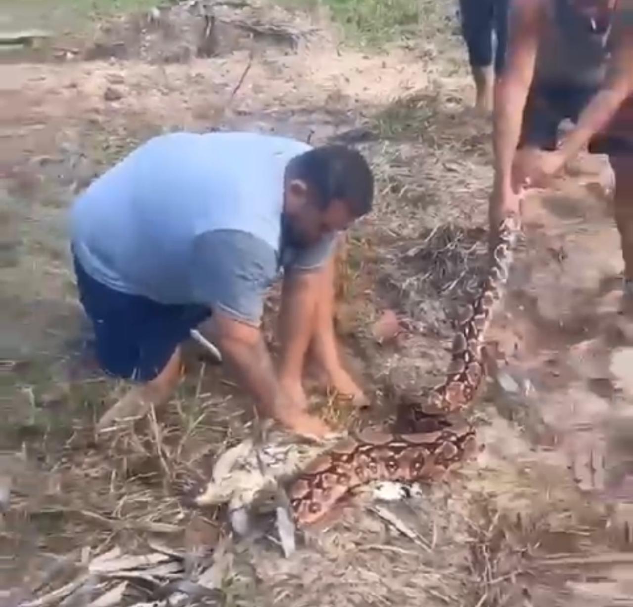Jiboia enrrosca Galinha no litoral do RN