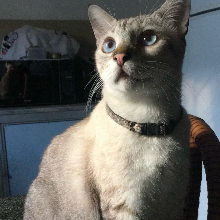 Procura-se Gato chamado “Paçoca”