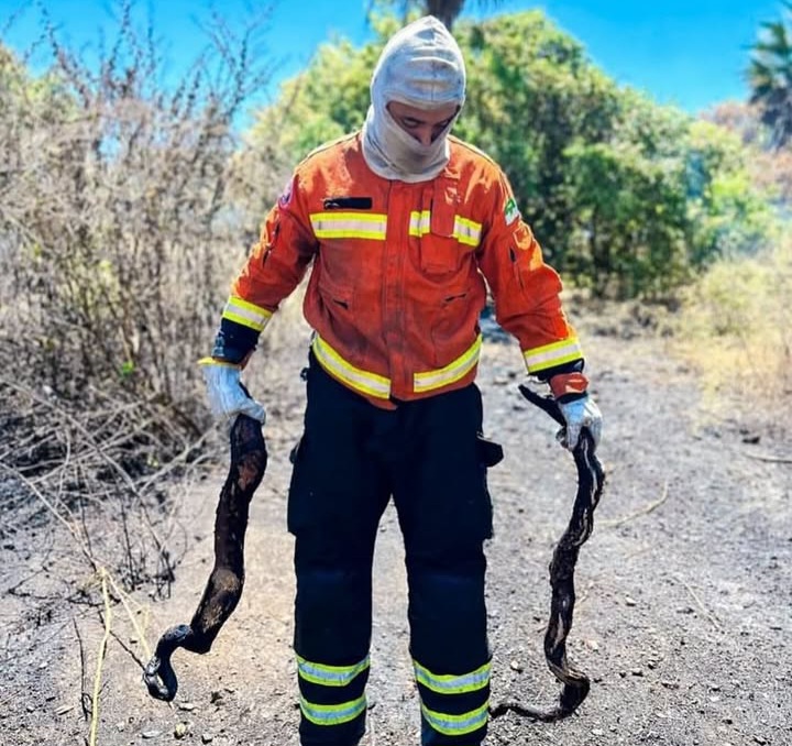 Bombeiros encontram jiboias carbonizadas durante combate a incêndio em Mossoró