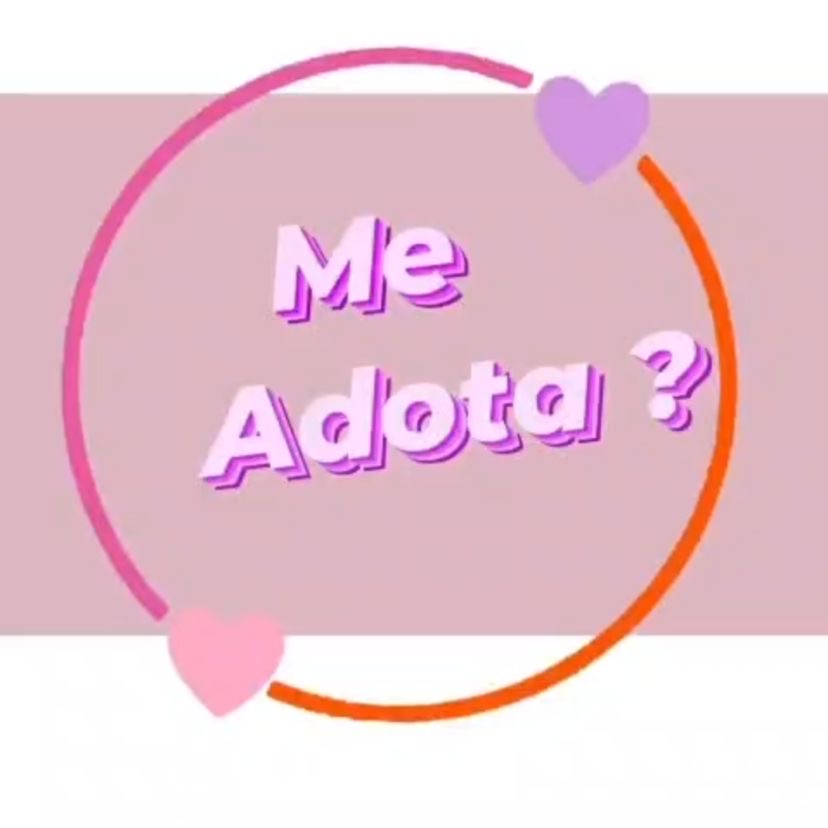 Projeto Segunda Chance ZN reforça campanha de adoção de gatos em Natal