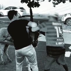 Robson Carvalho resgata animal em maus-tratos aciona fiscalização