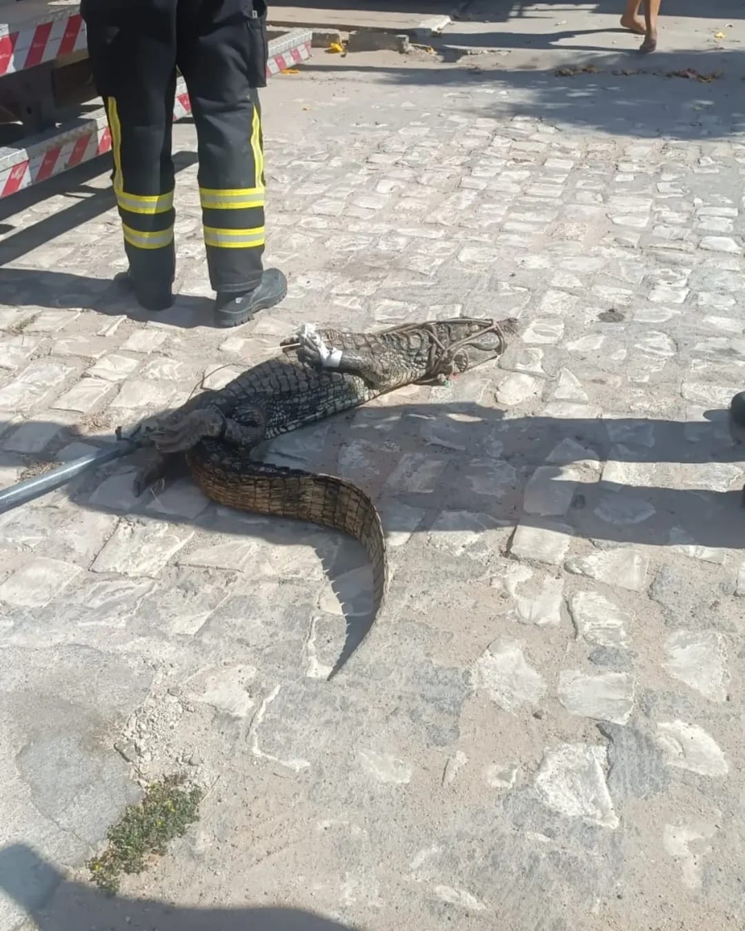 Jacaré é capturado em cacimbão no RN