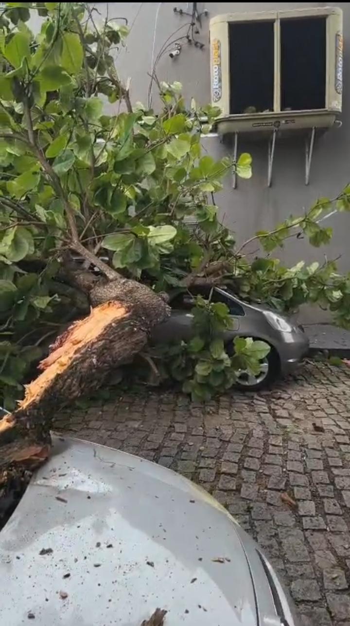 árvore cai em cima de 2 carros