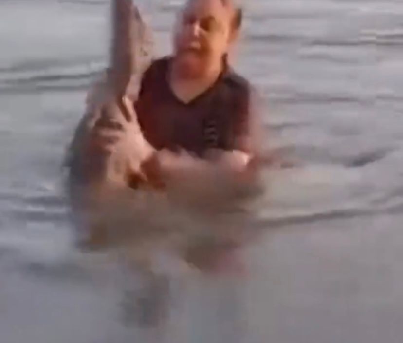 Mulher confunde jacaré com pedaço de tronco e pega animal no colo dentro de lagoa