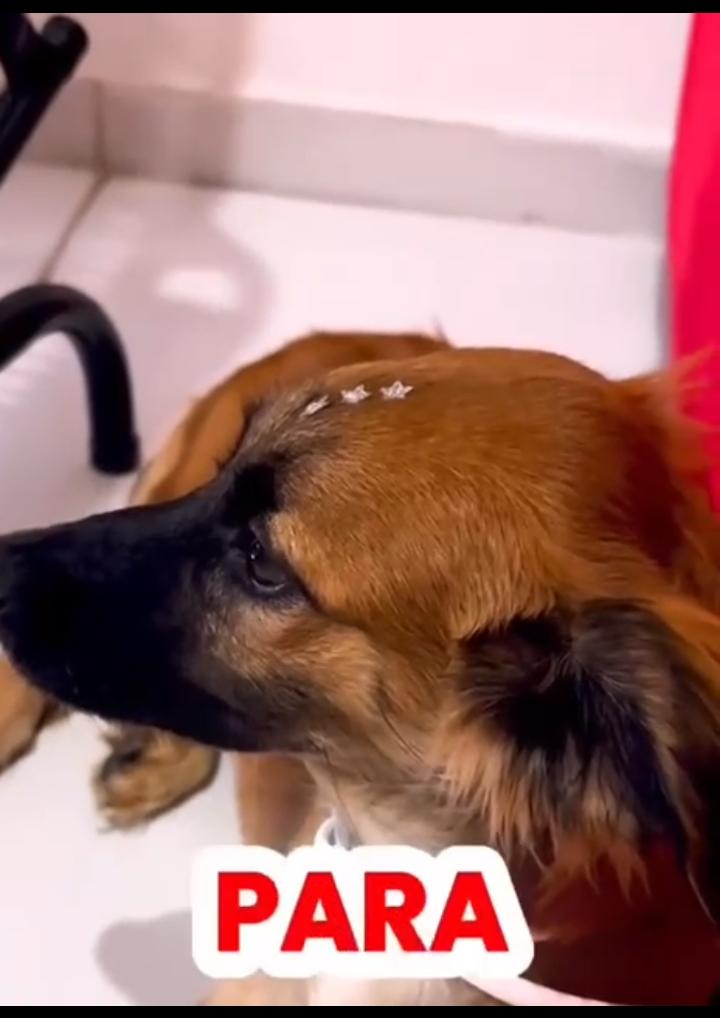 ‎ Vereador Robson Carvalho celebra adoção responsável de animal resgatado de maus-tratos
