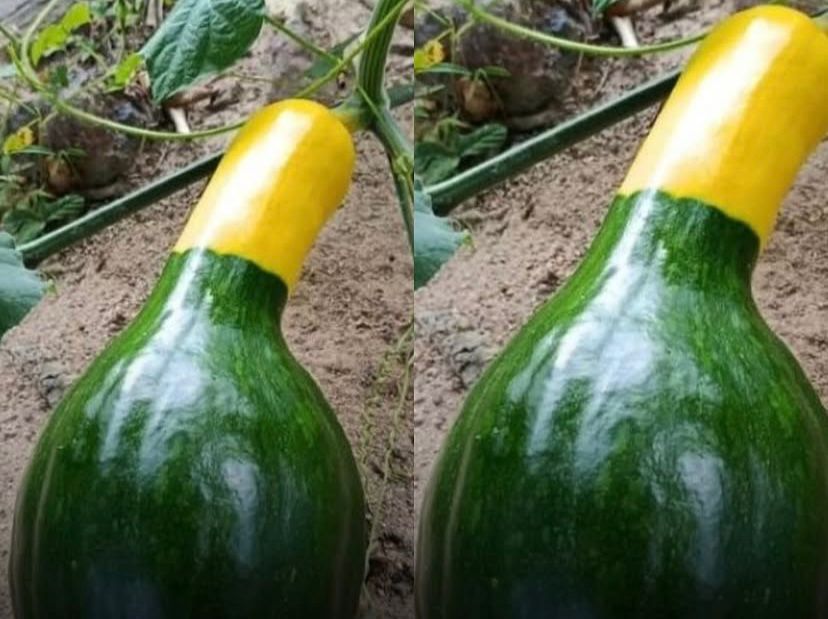 Jerimum nasce nas cores verde e amarela no Rio Grande do Norte, e moradores acreditam que seja um sinal do hexa na Copa do Mundo