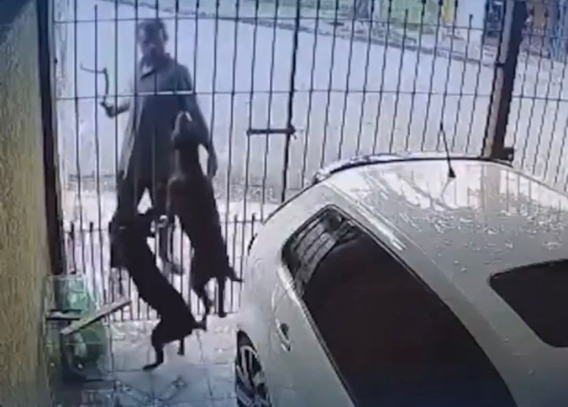 Homem é mordido por cão ao tentar furtar objeto e reclama