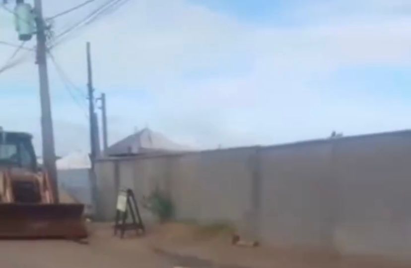 Moradores denunciam que cães soltos já teriam matado cerca de 20 gatos em Extremoz