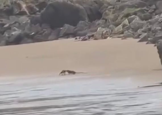 DUELO INUSITADO: rato “bate de frente” com caranguejo em praia do RN e cena surpreende turistas