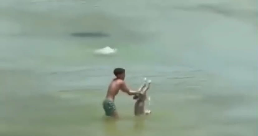 Criança tenta af0g@r cachorrinho na praia