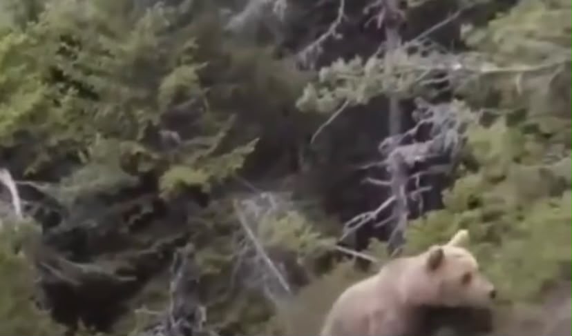 Alpinista filma a própria mort3 após encontrar urso durante trilha na Grécia