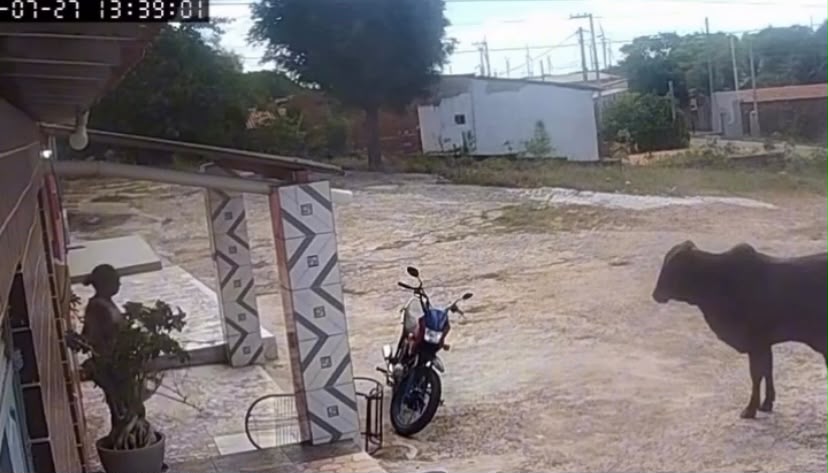 Boi solto causa acidente, provoca prejuízos e assusta moradores em Guamaré