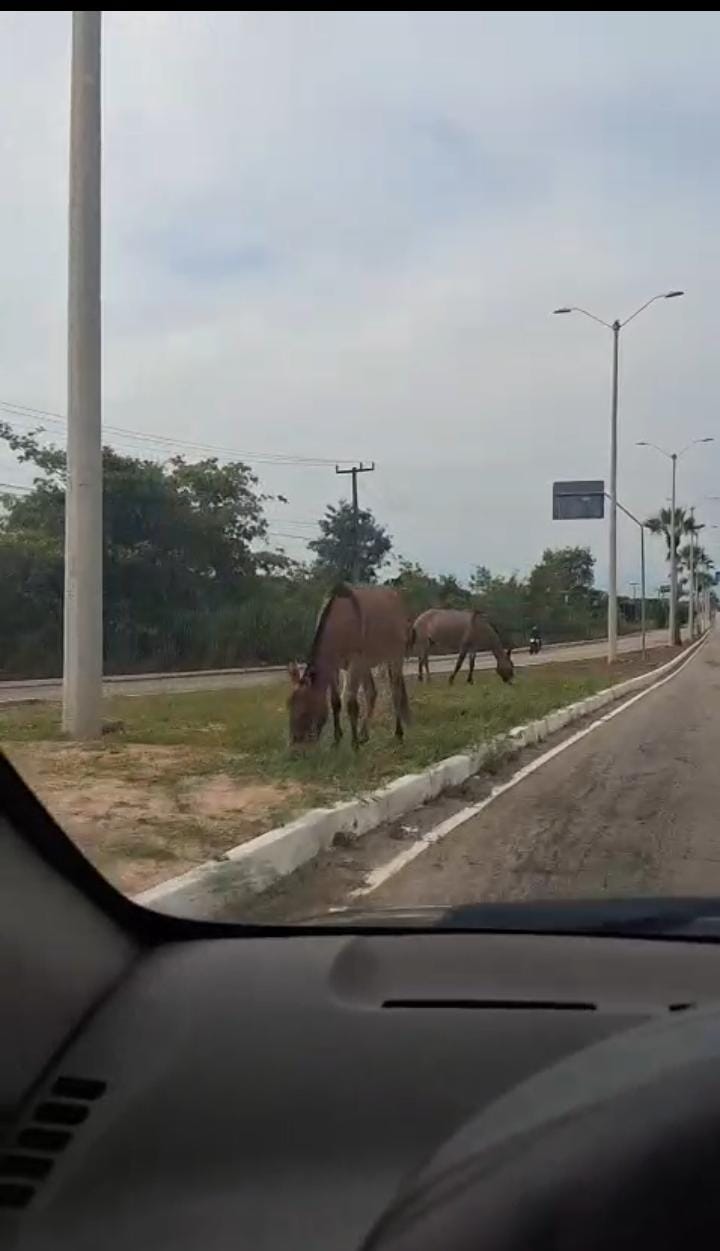 🚨 perigo na rota do sol: cavalos estão soltos na pista