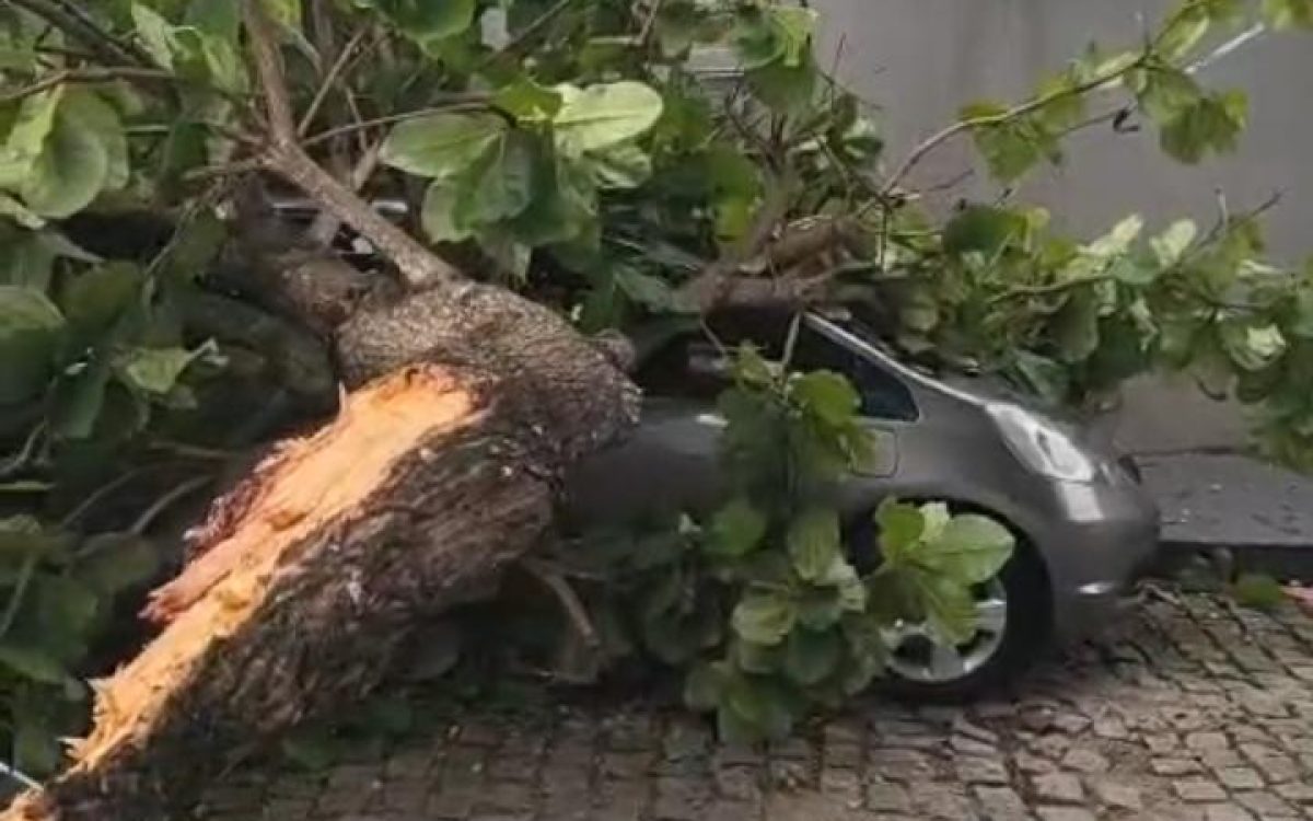 árvore cai em cima de 2 carros